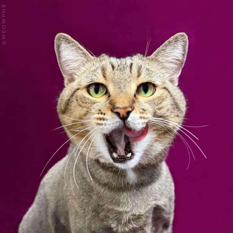 Grady Peters, a Adoptable Domestic Medium Hair in Chandler, AZ image 2/3