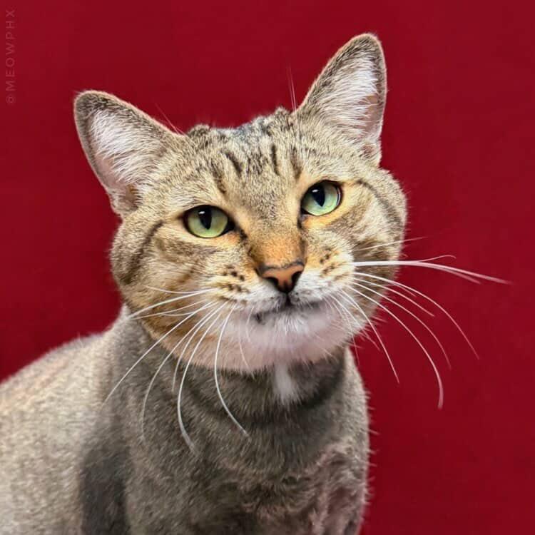 Grady Peters, a Adoptable Domestic Medium Hair in Chandler, AZ image 3/3
