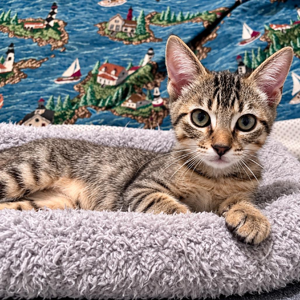 Coconut, Adoptable, Kitten Male Domestic Short Hair.