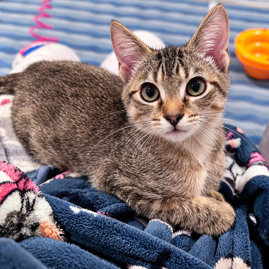 Enlarge Coconut, a Adoptable Domestic Short Hair in Hopkinton, MA image 3/3