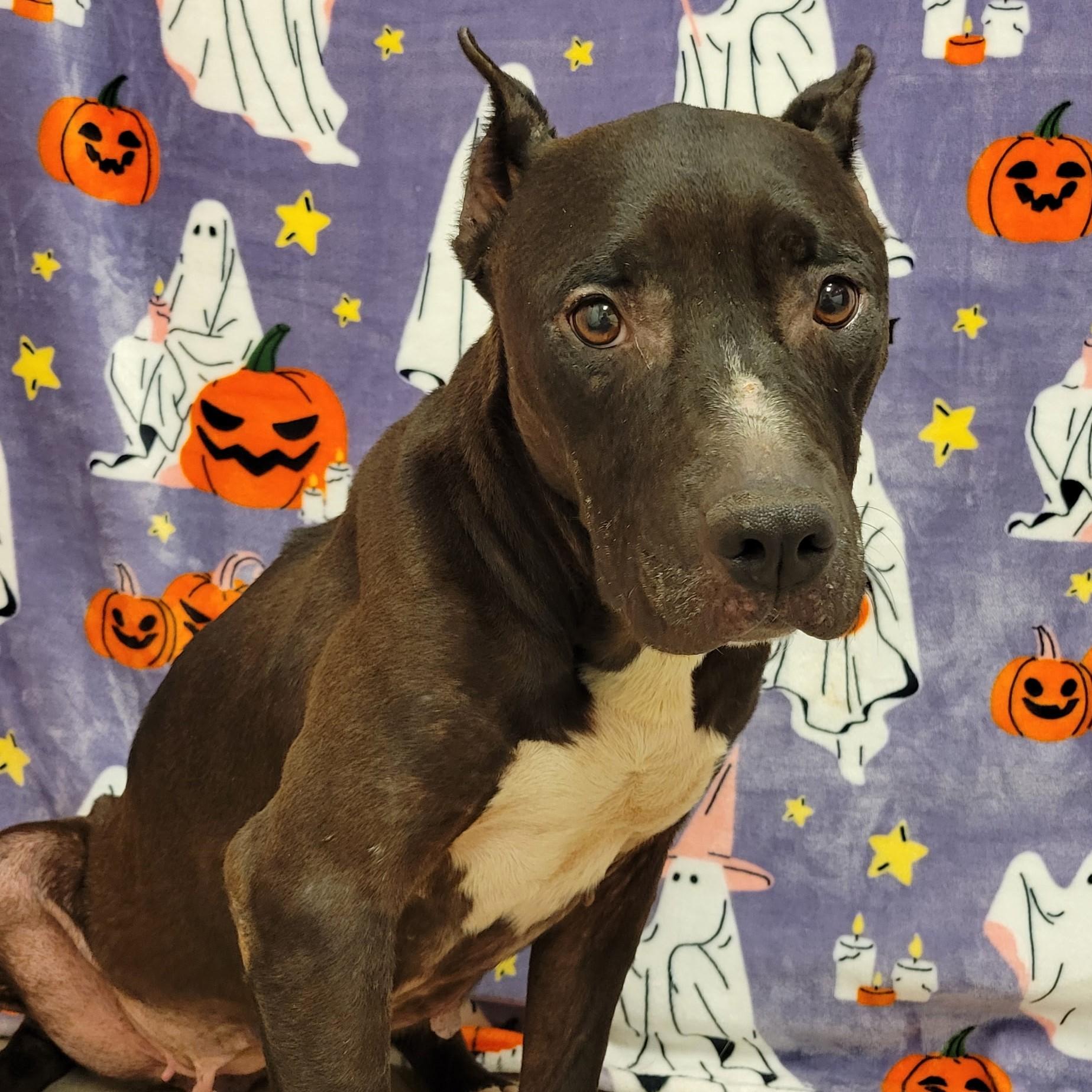 Enlarge Baba Yaya, a ADOPTABLE mixed breed in ALPINE, TX image 4/5