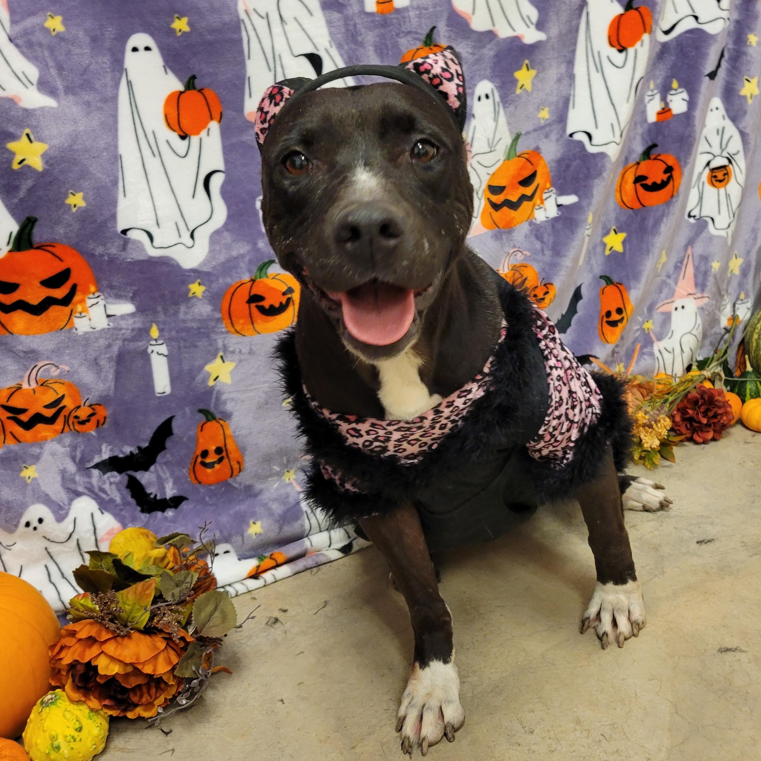 Baba Yaya, Adoptable, Adult Female Pit Bull Terrier.