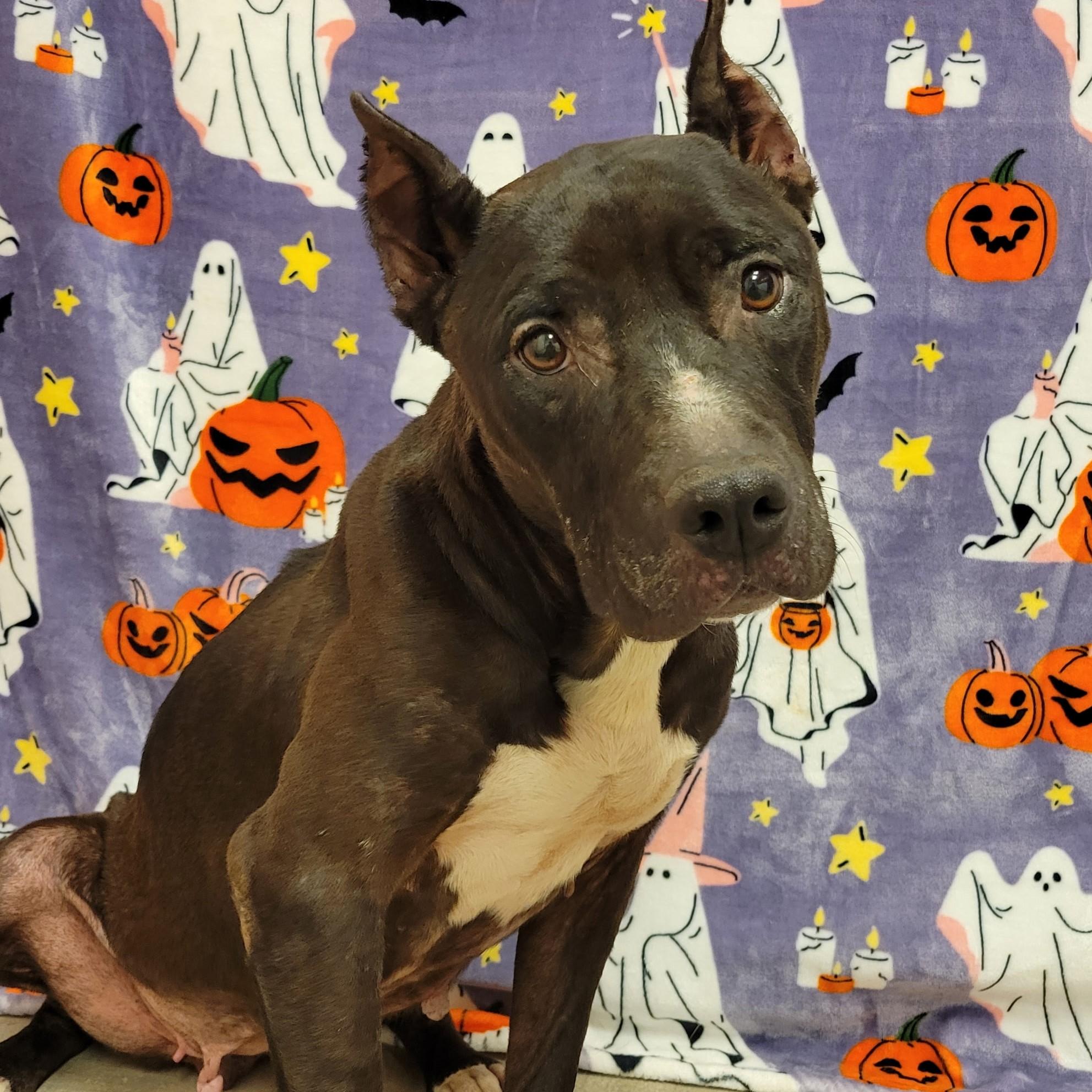 Enlarge Baba Yaya, a ADOPTABLE mixed breed in ALPINE, TX image 1/5