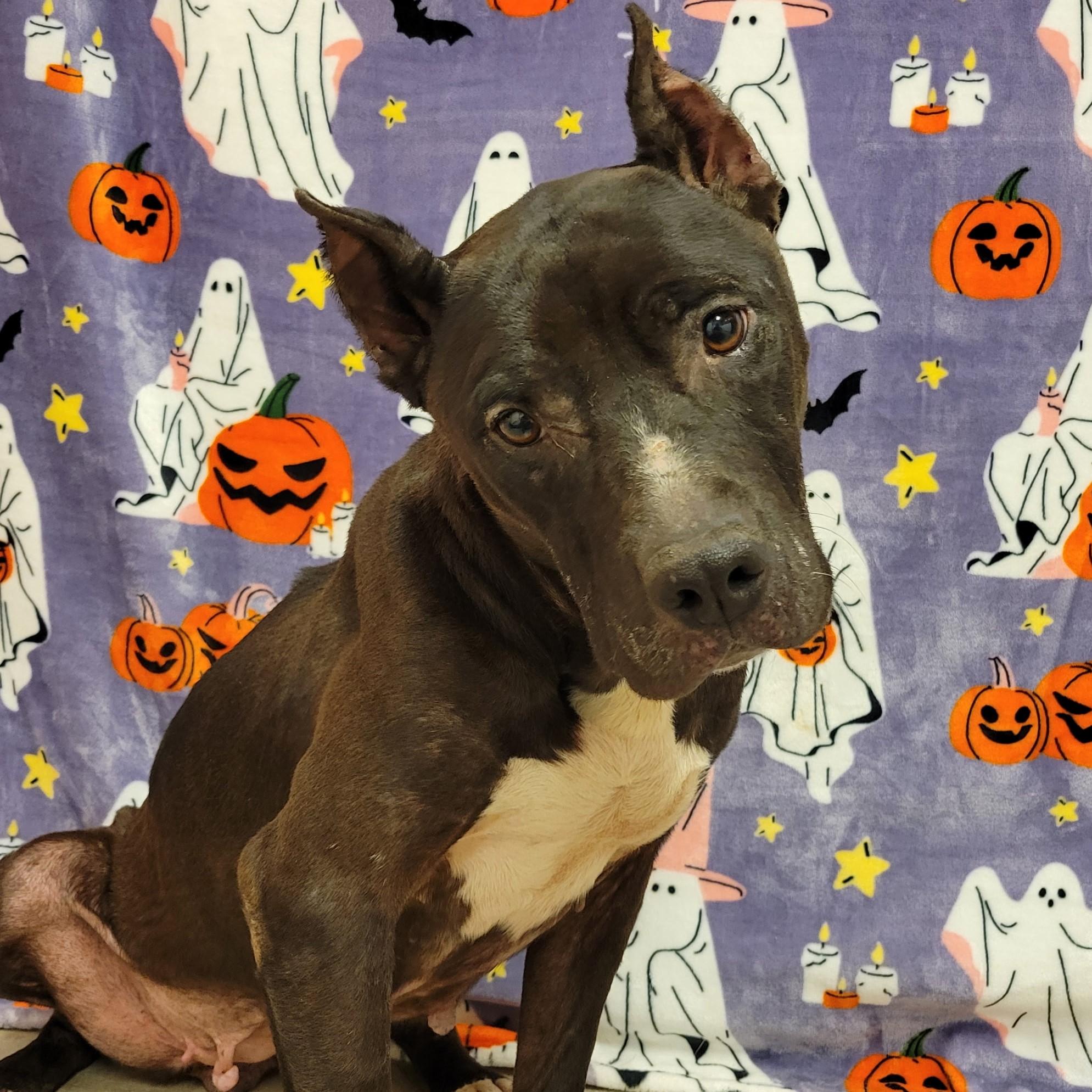 Enlarge Baba Yaya, a ADOPTABLE mixed breed in ALPINE, TX image 5/5