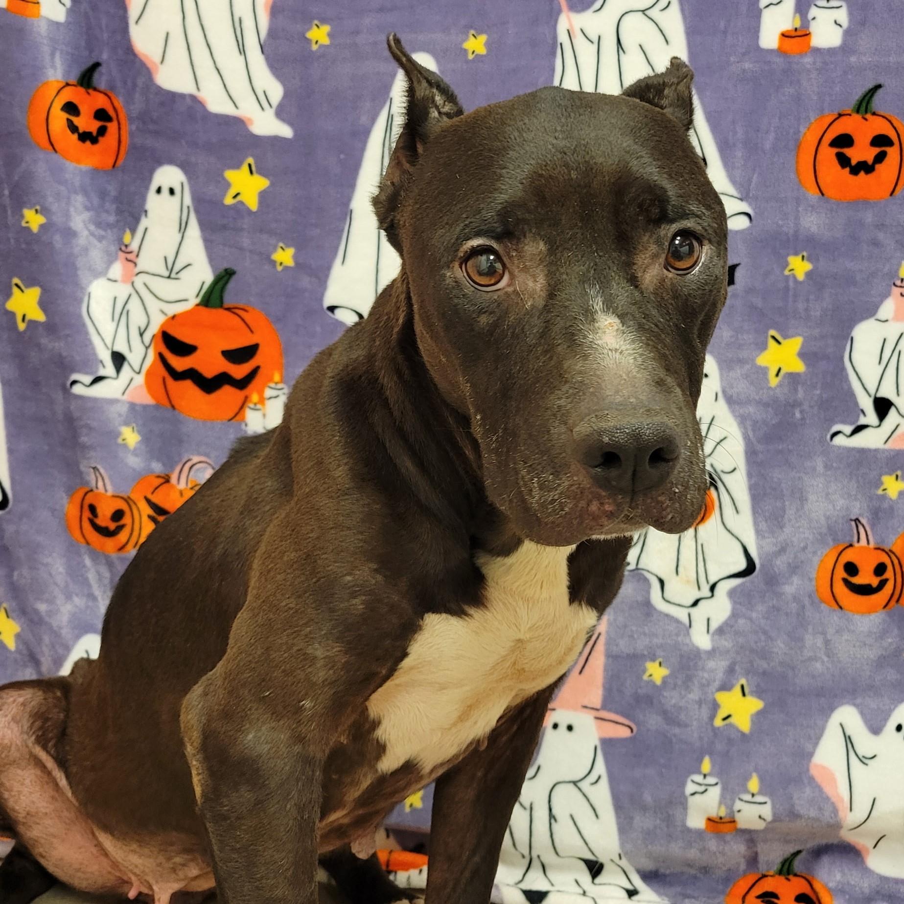 Enlarge Baba Yaya, a ADOPTABLE mixed breed in ALPINE, TX image 2/5