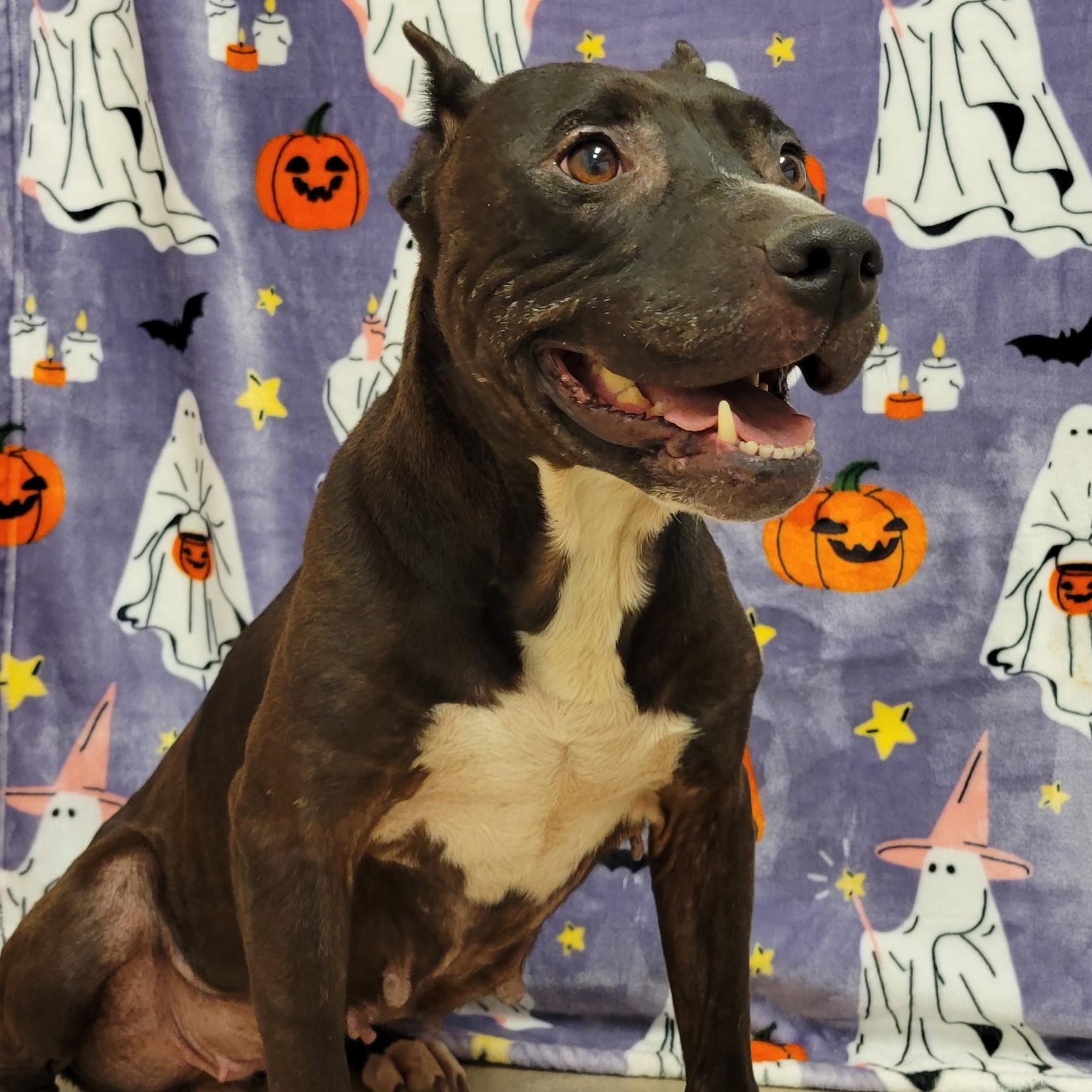 Enlarge Baba Yaya, a ADOPTABLE mixed breed in ALPINE, TX image 3/5