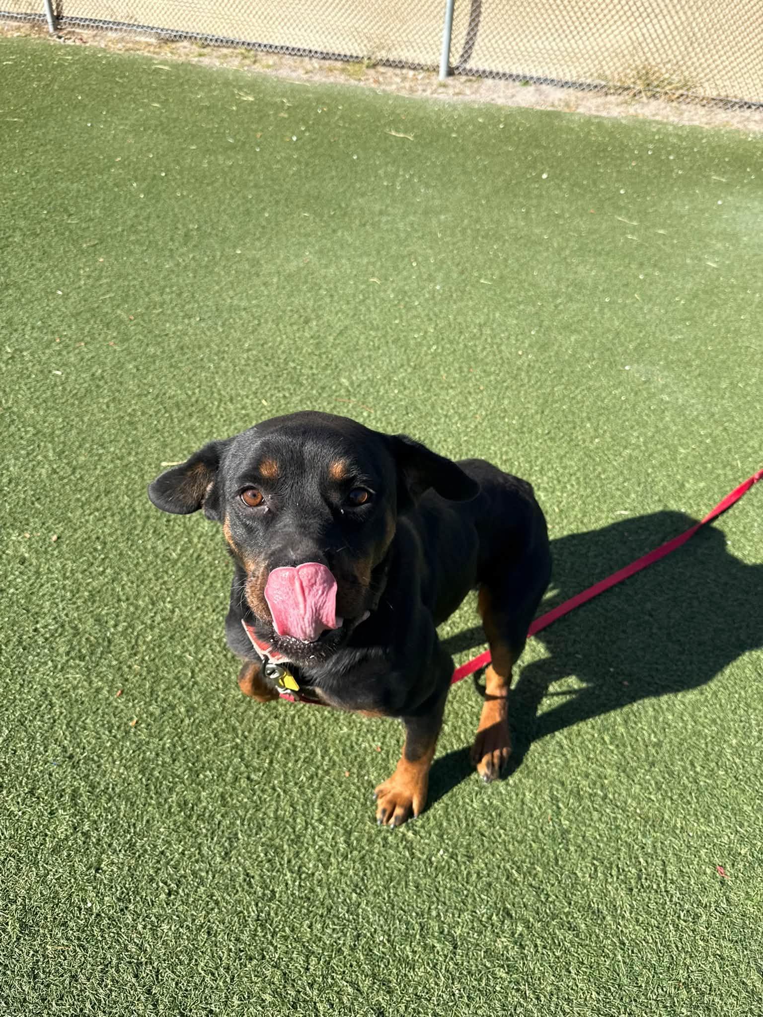 Enlarge Wednesday, a Adoptable mixed breed in Cleveland, OH image 2/5