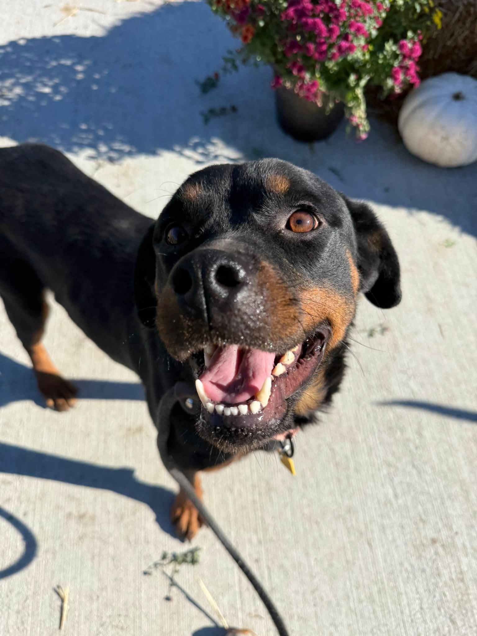 Wednesday, Adoptable, Young Female Rottweiler.