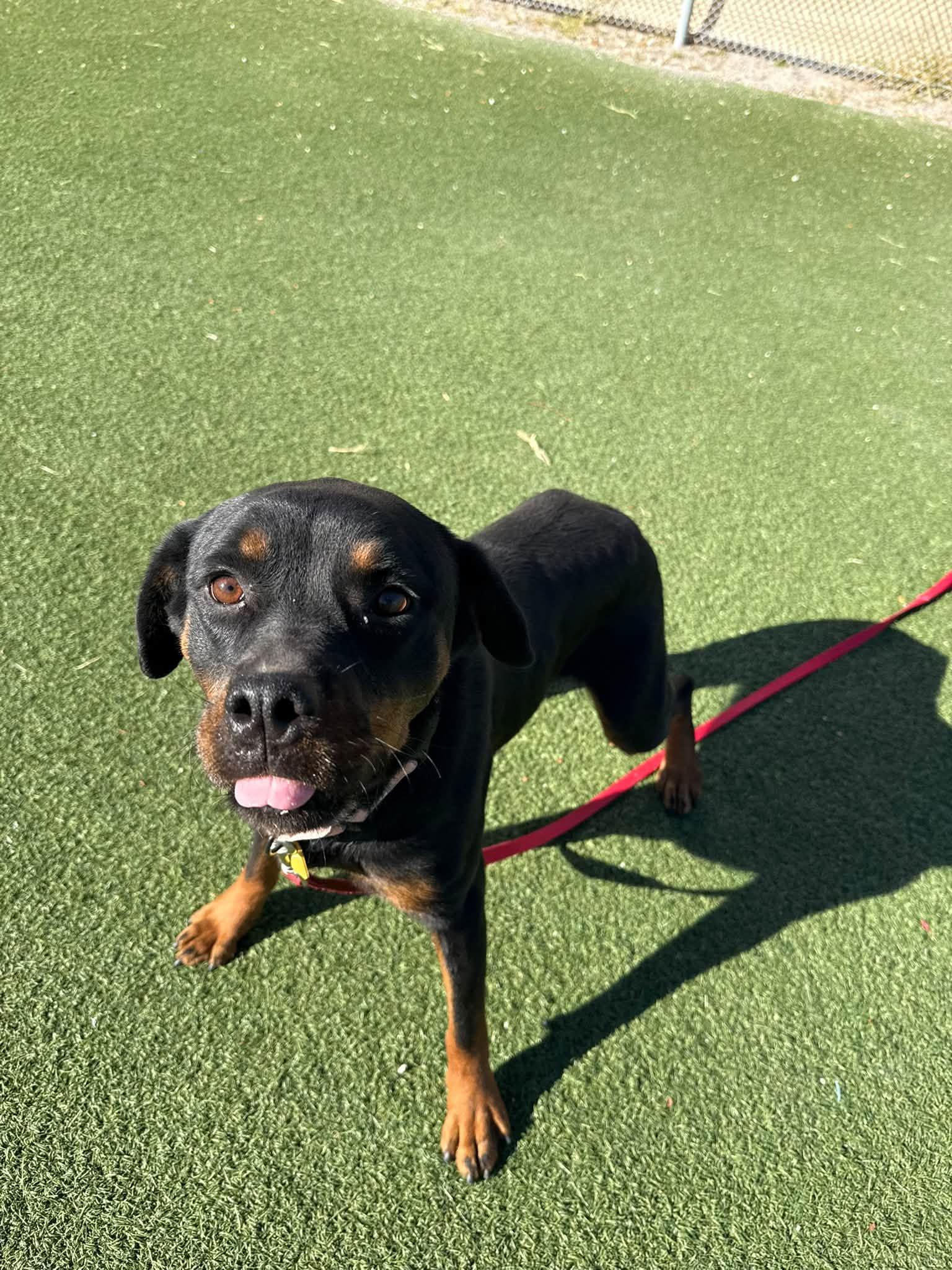 Enlarge Wednesday, a Adoptable mixed breed in Cleveland, OH image 4/5