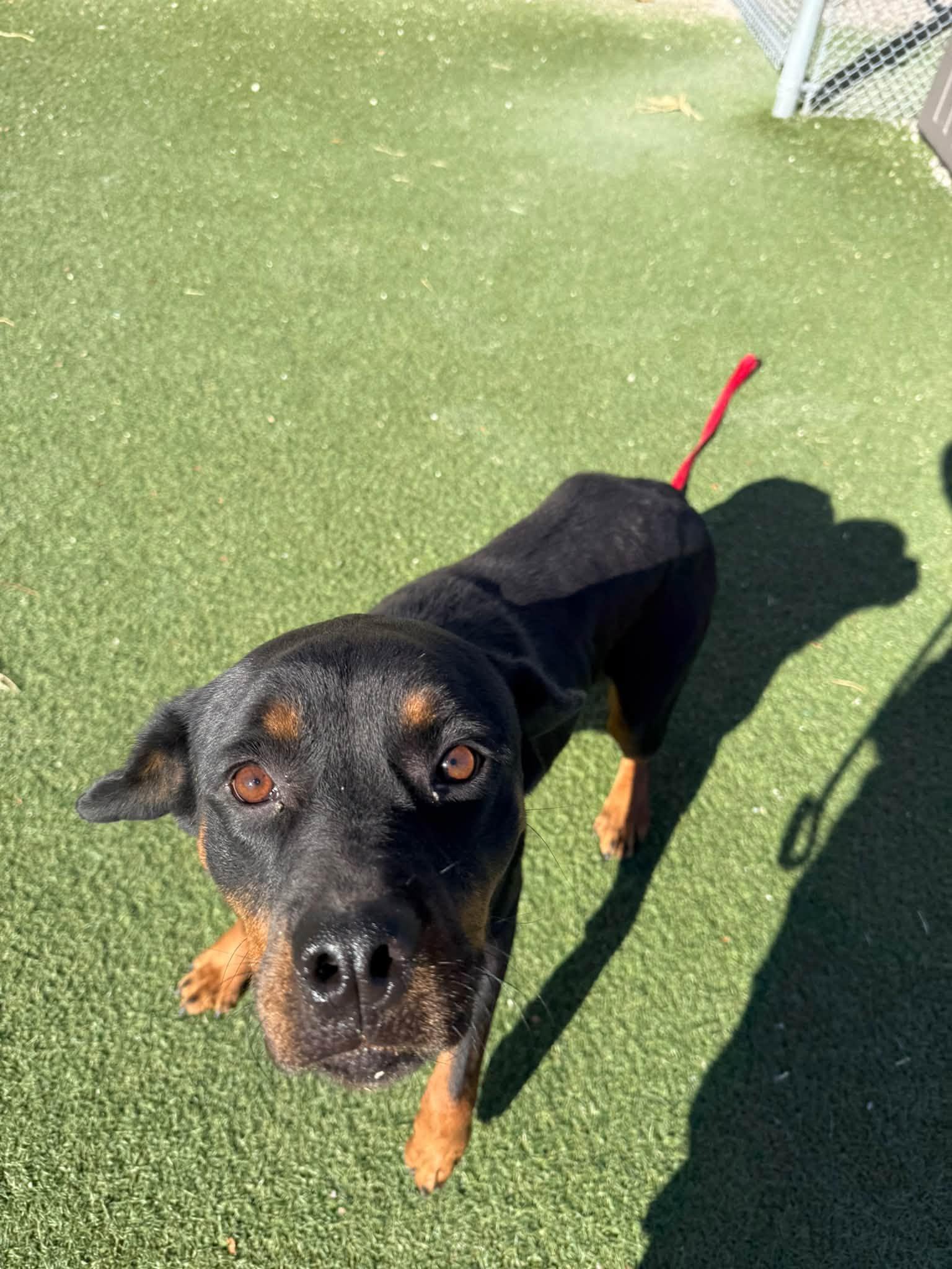 Enlarge Wednesday, a Adoptable mixed breed in Cleveland, OH image 5/5
