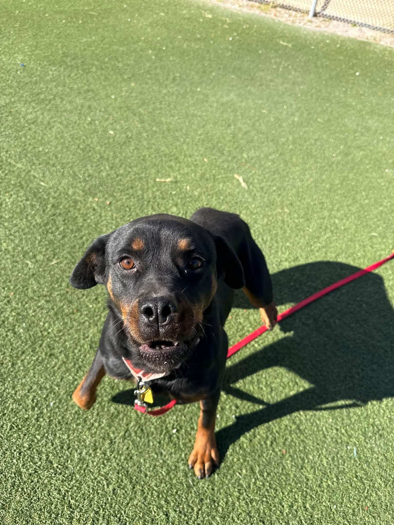 Enlarge Wednesday, a Adoptable mixed breed in Cleveland, OH image 3/5