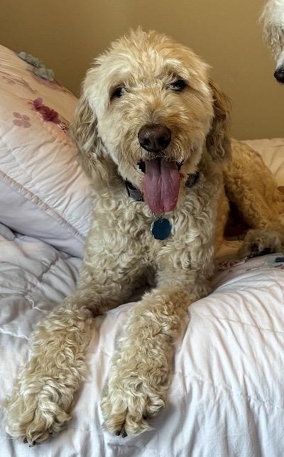 Abby, Adoptable, Senior Female Golden Retriever.