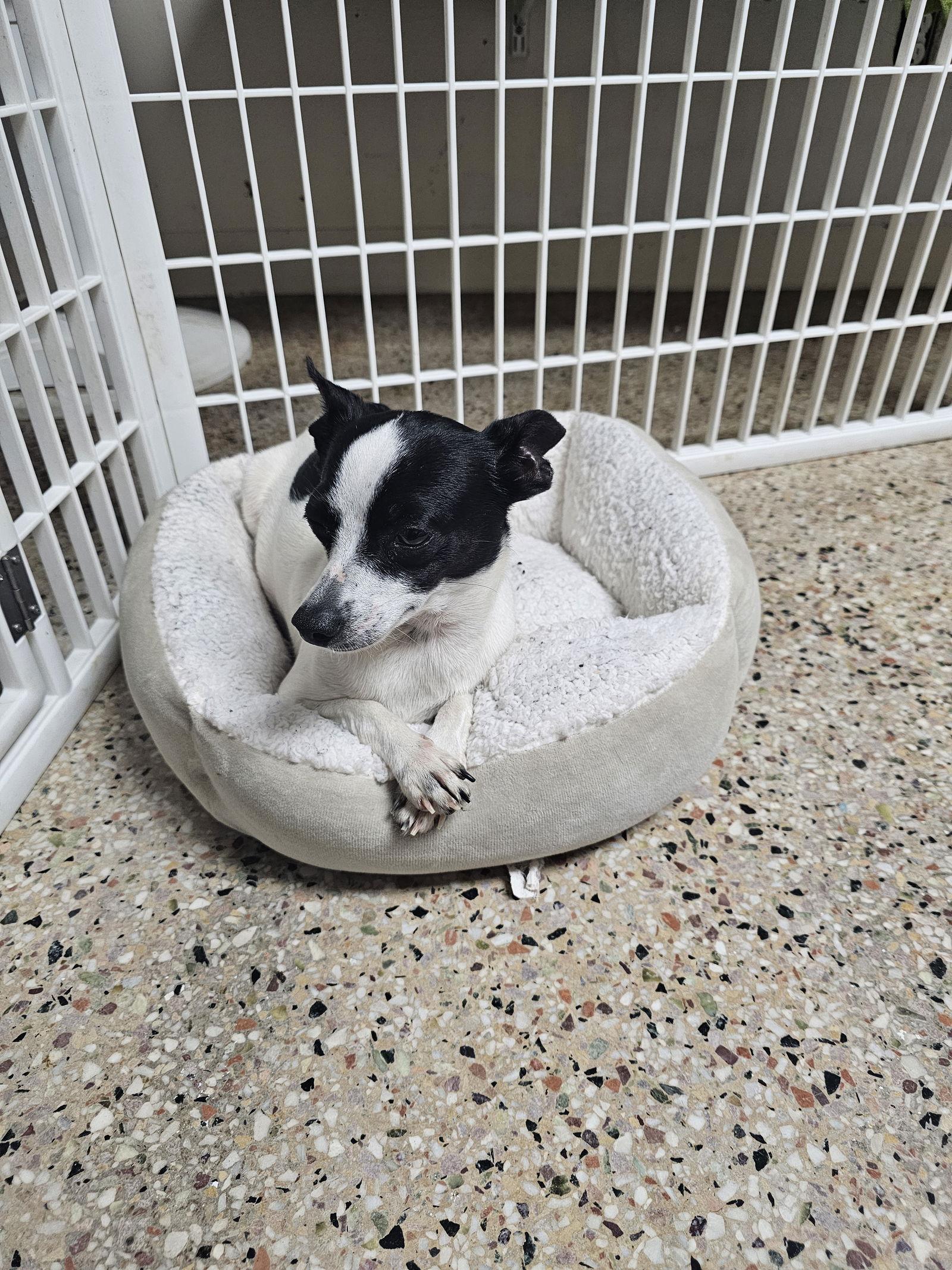 Squash, Adoptable, Adult Female Rat Terrier.