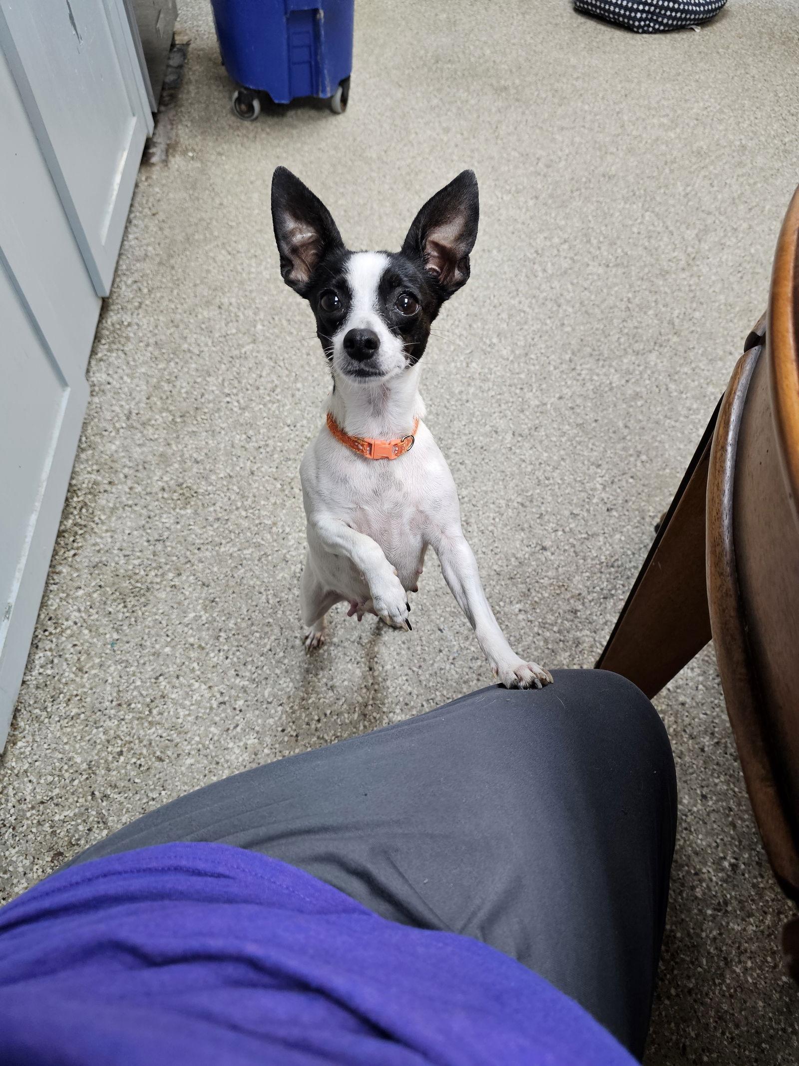 Squash, a Adoptable Rat Terrier in Metairie, LA image 2/2