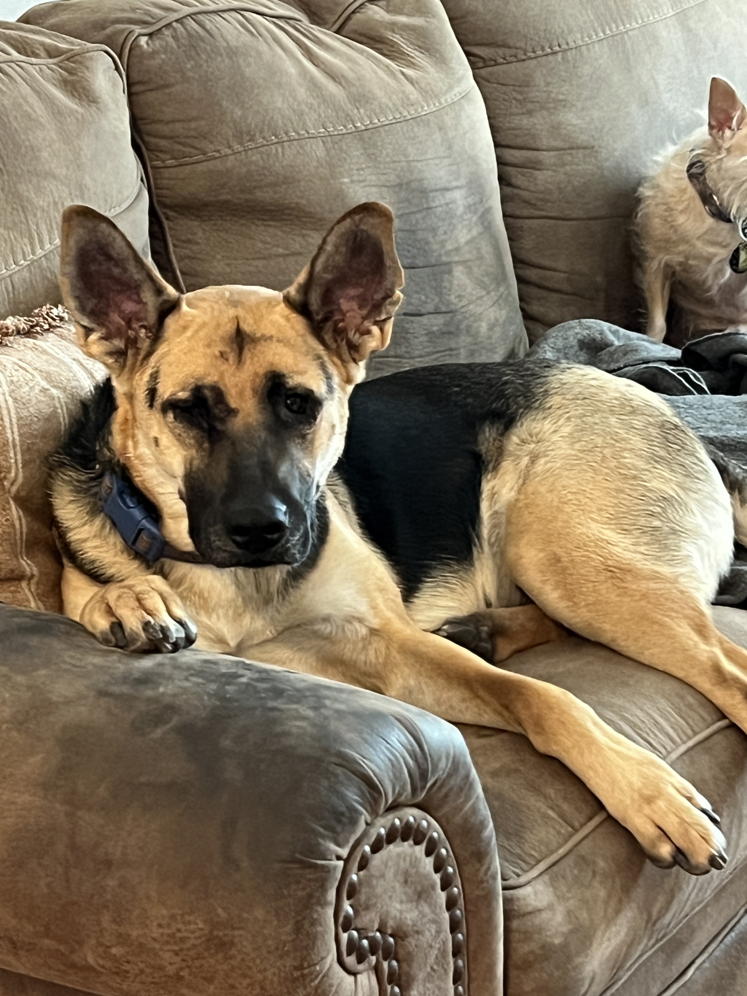 SUNSHINE- BEAUTIFUL, FRIENDLY GIRL!!, Adopted, Adult Female German Shepherd Dog.