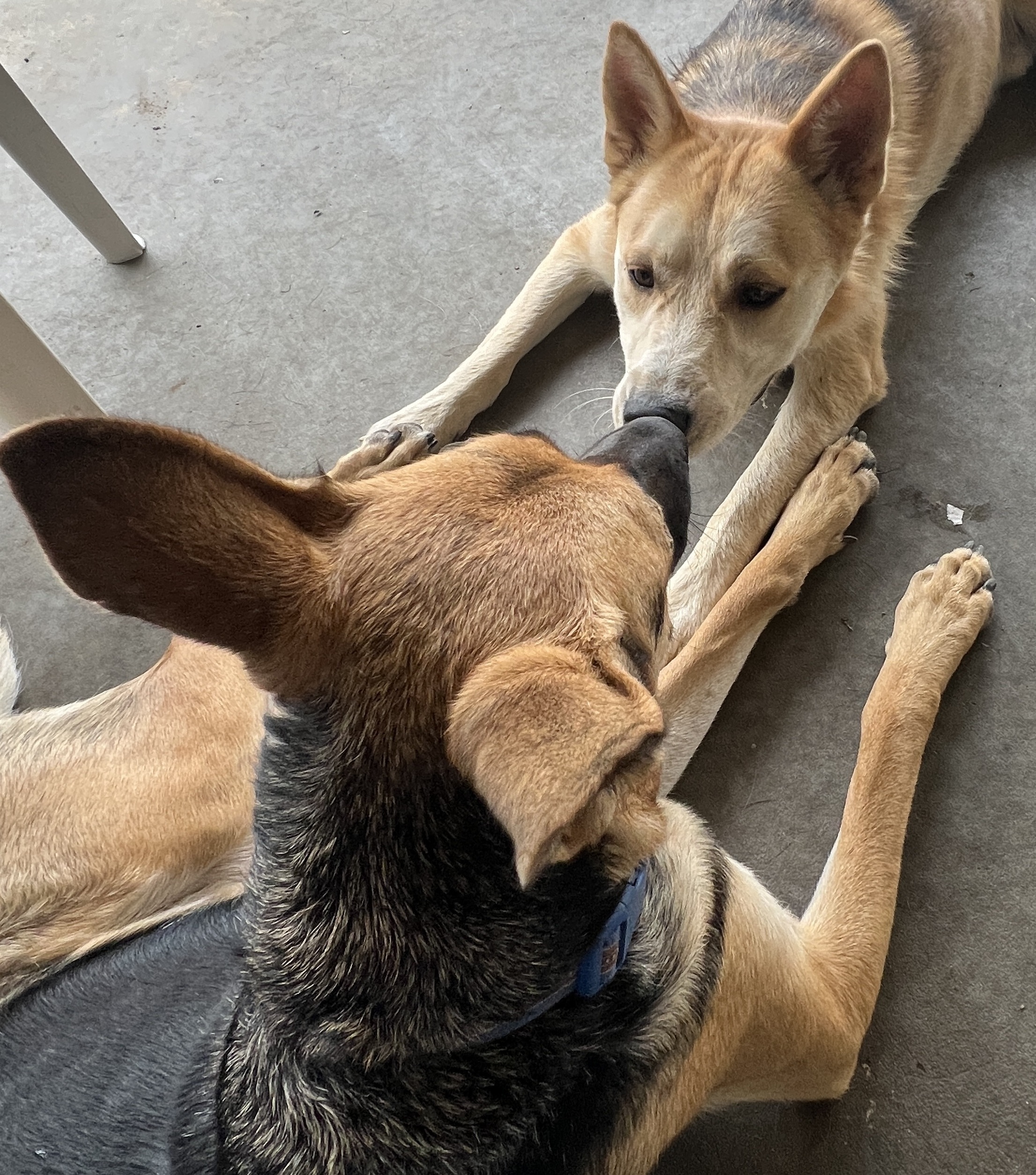 Enlarge SUNSHINE- BEAUTIFUL, FRIENDLY GIRL!!, a Adopted German Shepherd Dog in Pomona, CA image 2/6