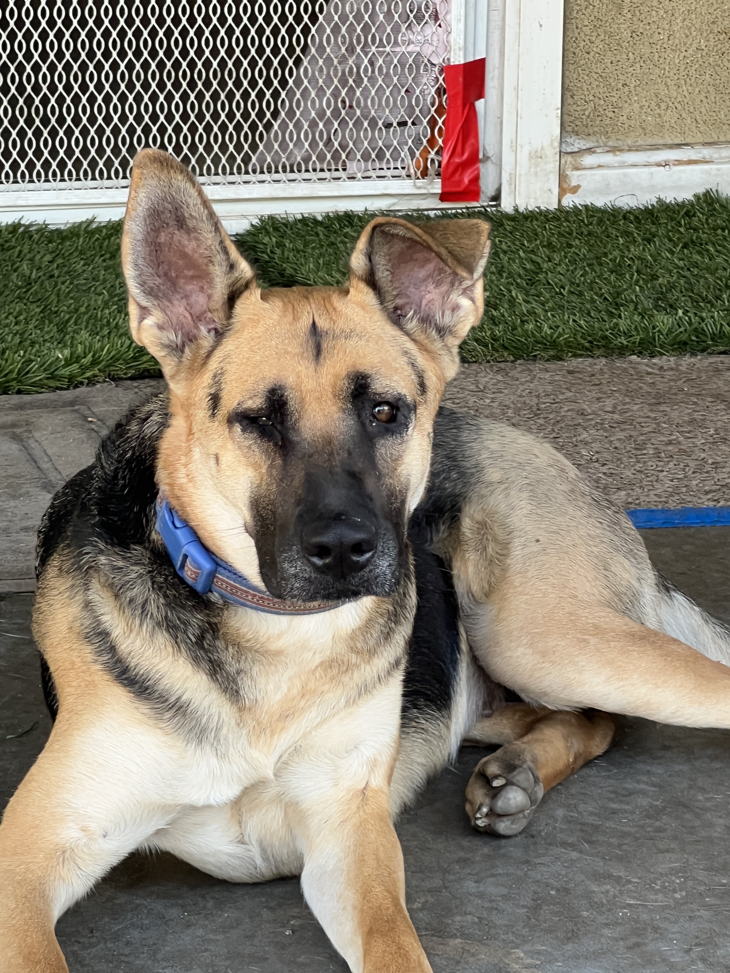 Enlarge SUNSHINE- BEAUTIFUL, FRIENDLY GIRL!!, a Adopted German Shepherd Dog in Pomona, CA image 3/6