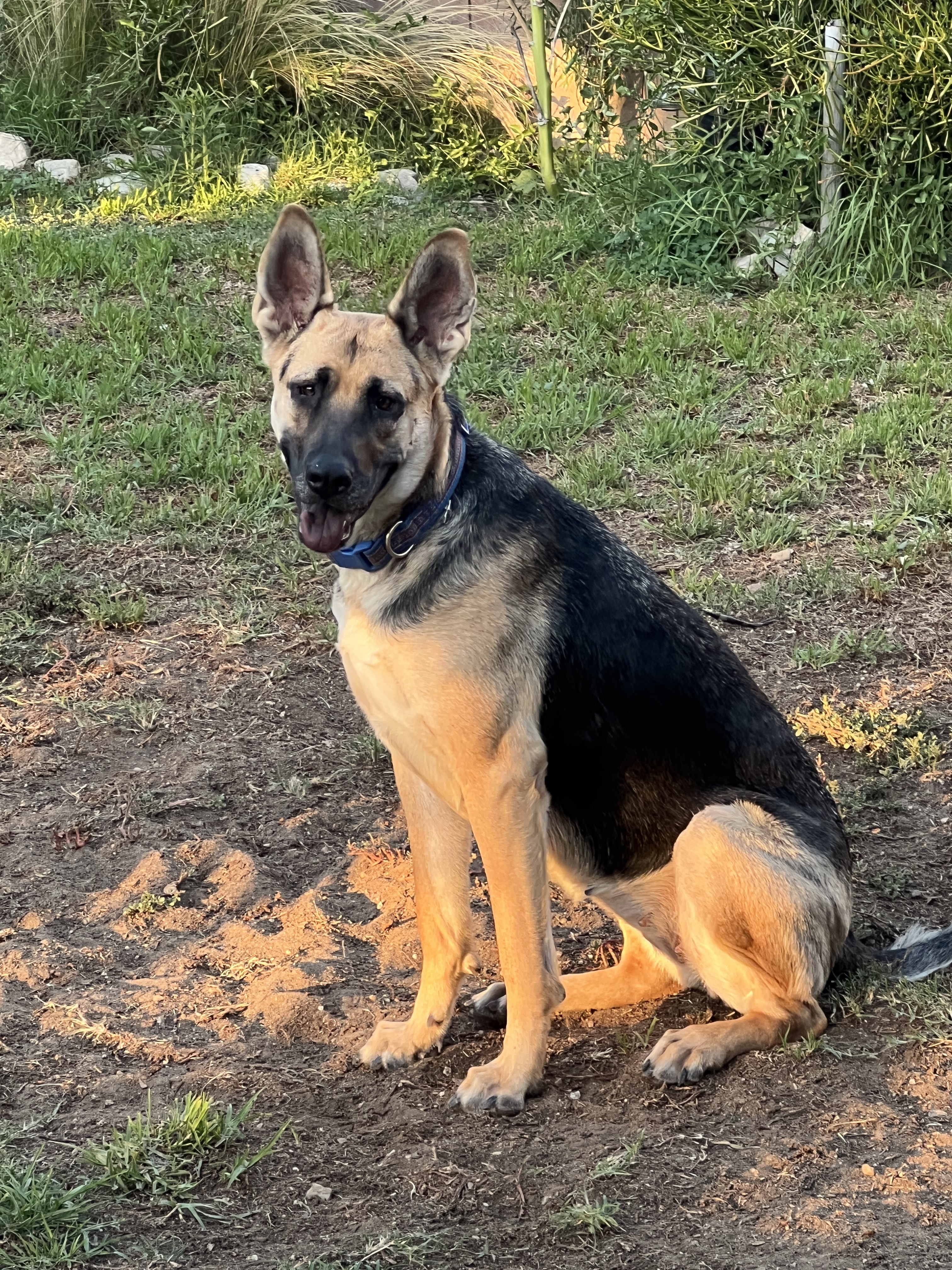 Enlarge SUNSHINE- BEAUTIFUL, FRIENDLY GIRL!!, a Adopted German Shepherd Dog in Pomona, CA image 4/6