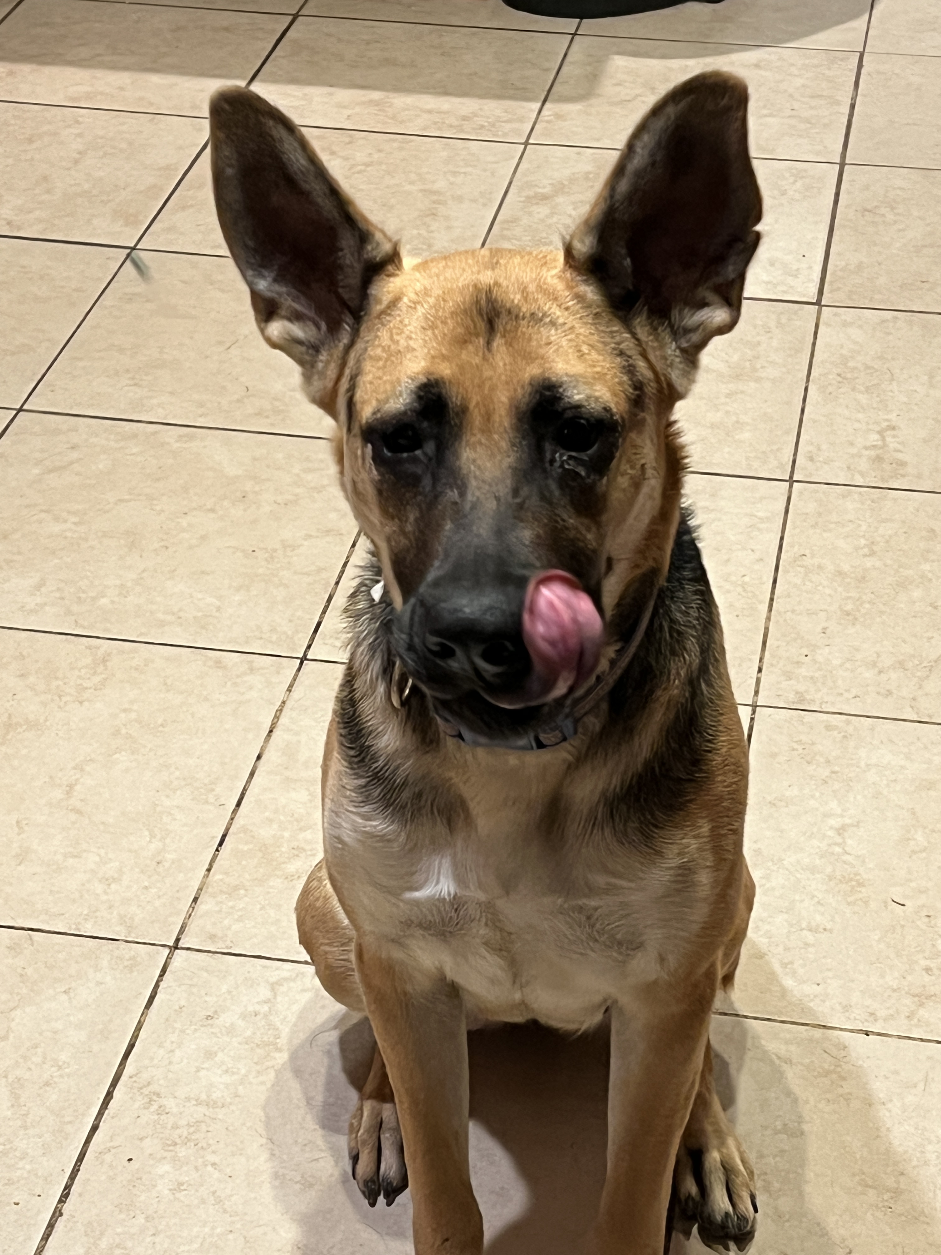 Enlarge SUNSHINE- BEAUTIFUL, FRIENDLY GIRL!!, a Adopted German Shepherd Dog in Pomona, CA image 5/6