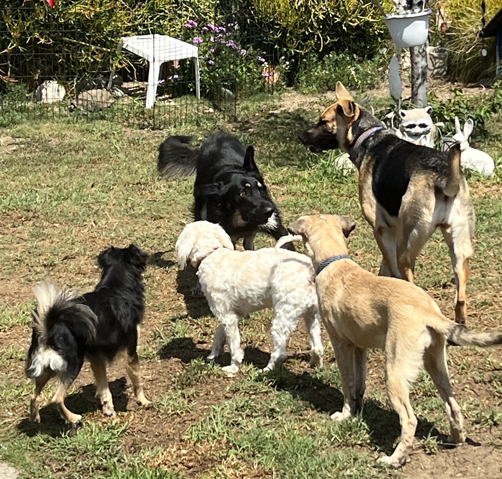 Enlarge SUNSHINE- BEAUTIFUL, FRIENDLY GIRL!!, a Adopted German Shepherd Dog in Pomona, CA image 6/6