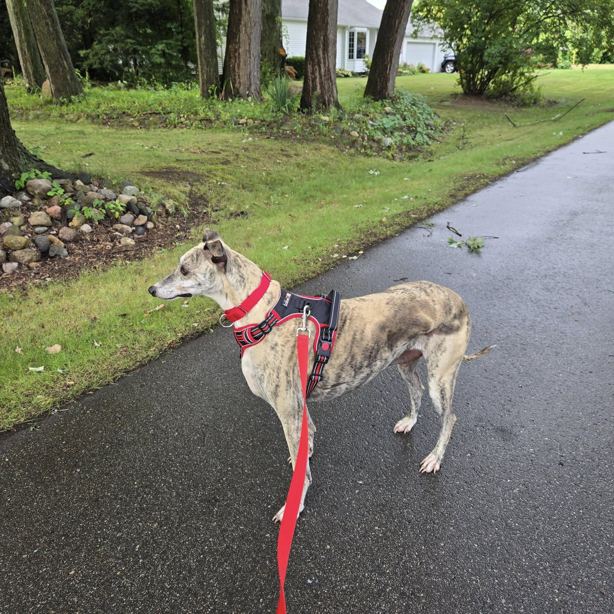 Enlarge Teddy, a Adopted mixed breed in Berkley, MI image 2/3