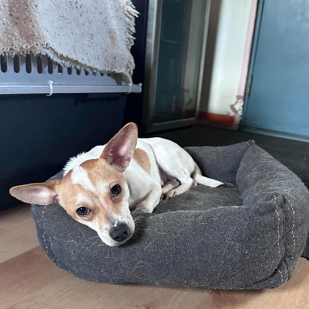 Blancita, Adoptable, Young Female Chihuahua & Mixed Breed.