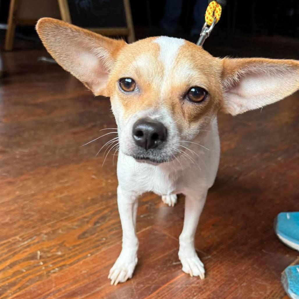 Blancita, a Adoptable mixed breed in Bend, OR image 2/6