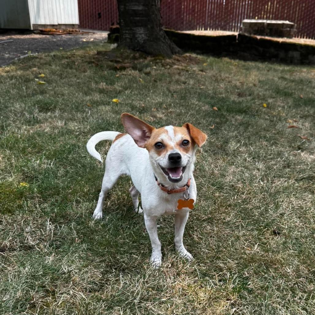 Blancita, a Adoptable mixed breed in Bend, OR image 4/6