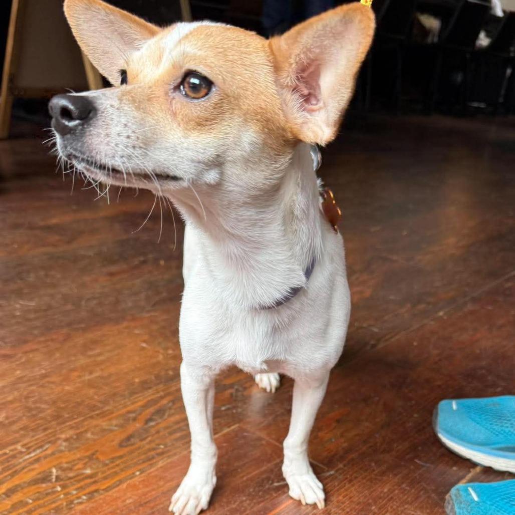 Blancita, a Adoptable mixed breed in Bend, OR image 5/6