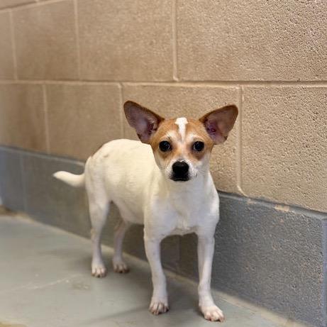 Blancita, a Adoptable mixed breed in Bend, OR image 6/6