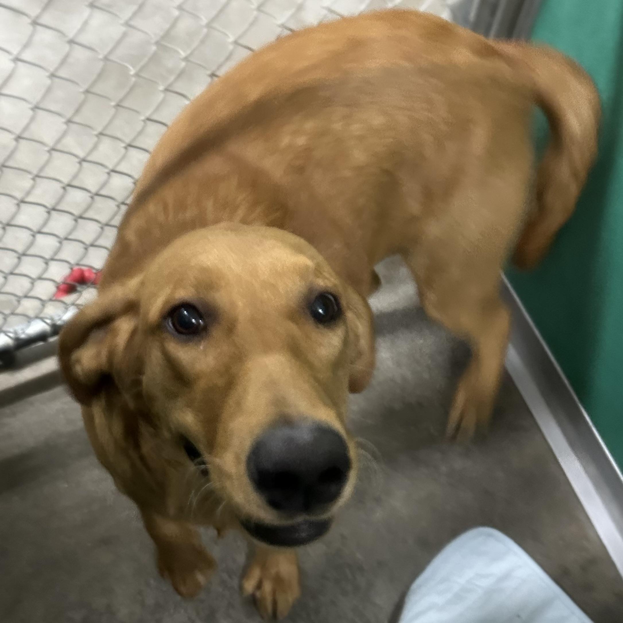 Chili, a Adoptable mixed breed in Trenton, MO image 2/4