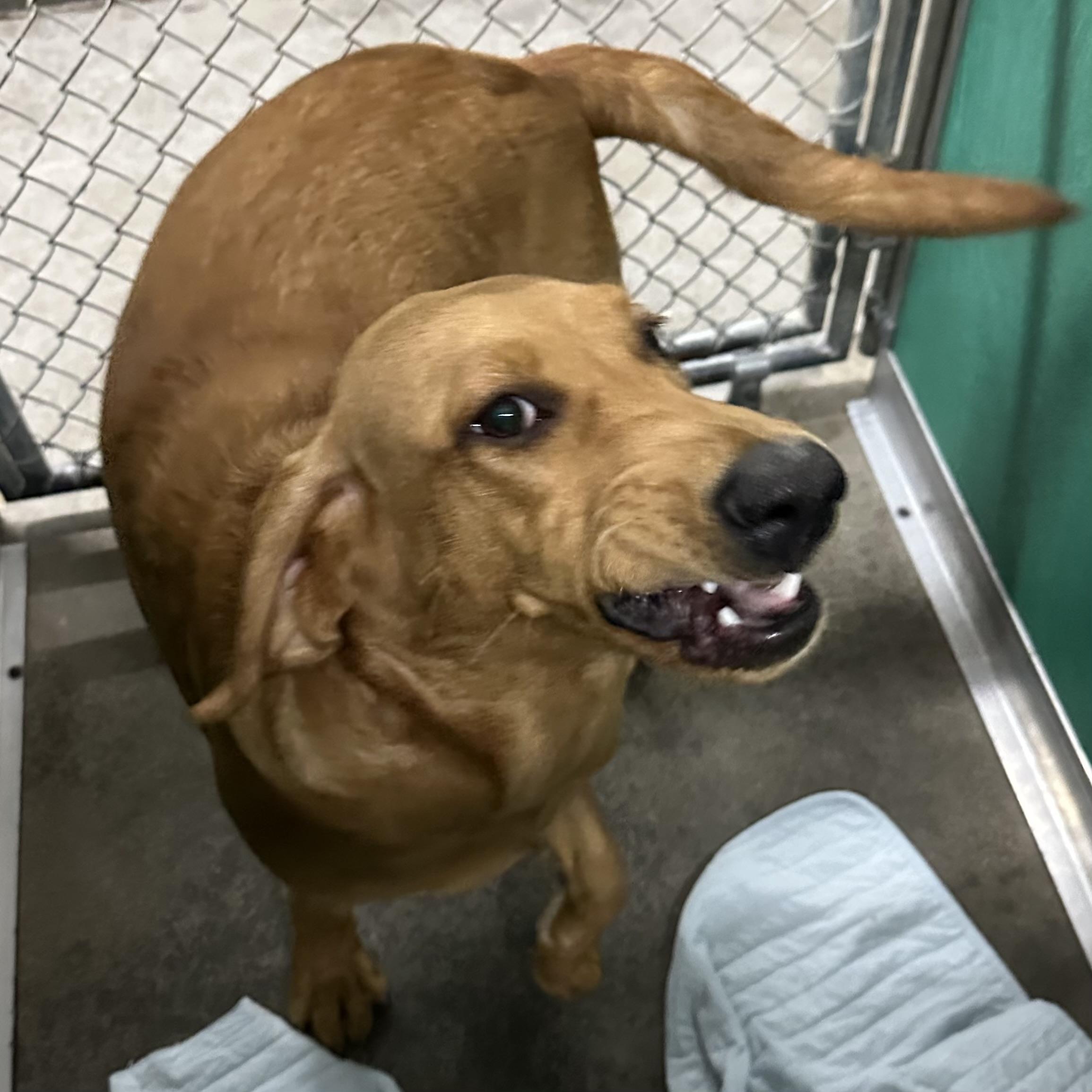 Chili, a Adoptable mixed breed in Trenton, MO image 3/4