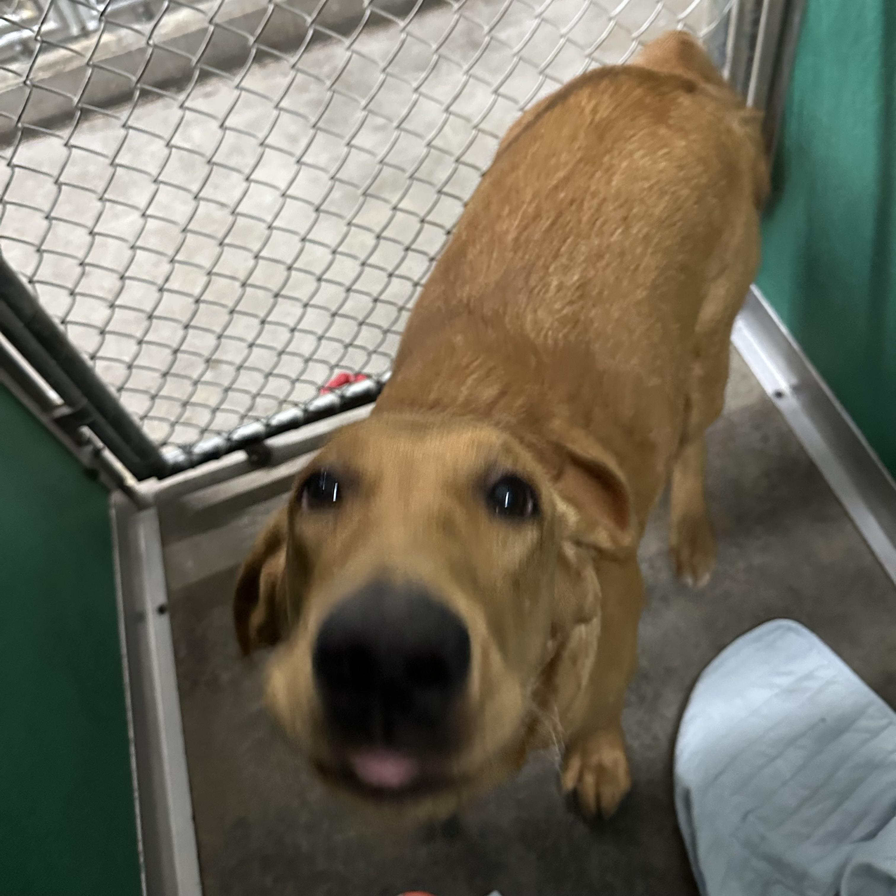 Chili, a Adoptable mixed breed in Trenton, MO image 4/4