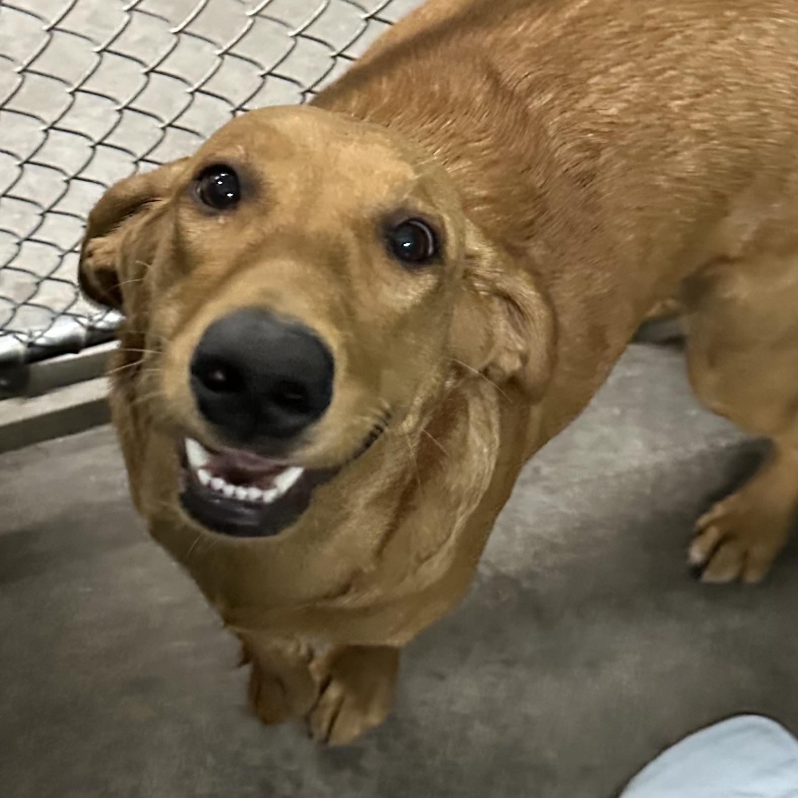 Chili, a Adoptable mixed breed in Trenton, MO image 1/4