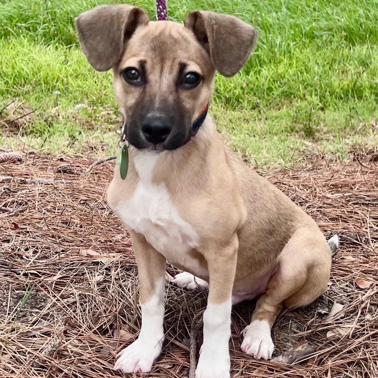 Drifter Jack Russell Terrier Dog