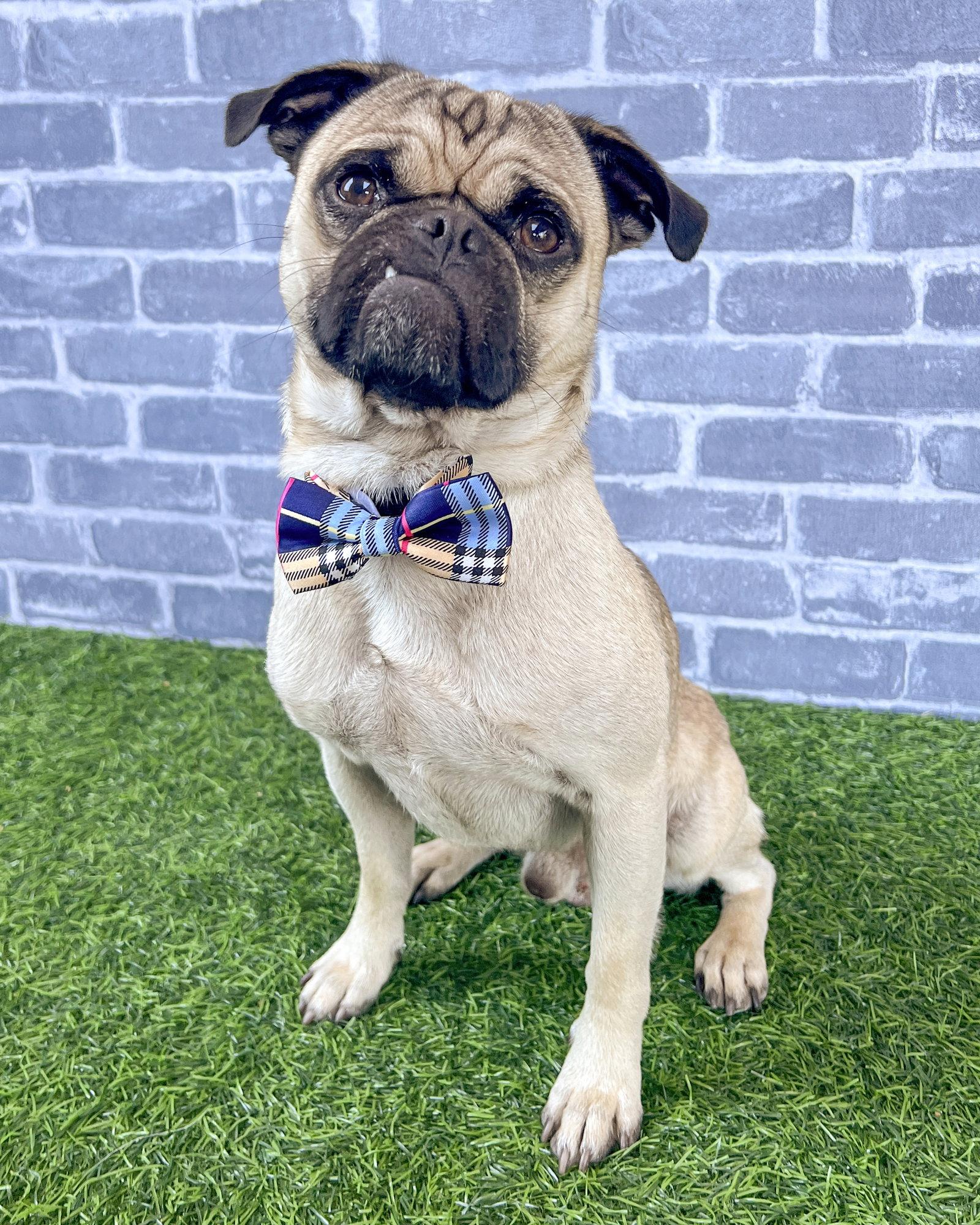 Enlarge Buddy, a Adopted Pug in Corona, CA image 1/3