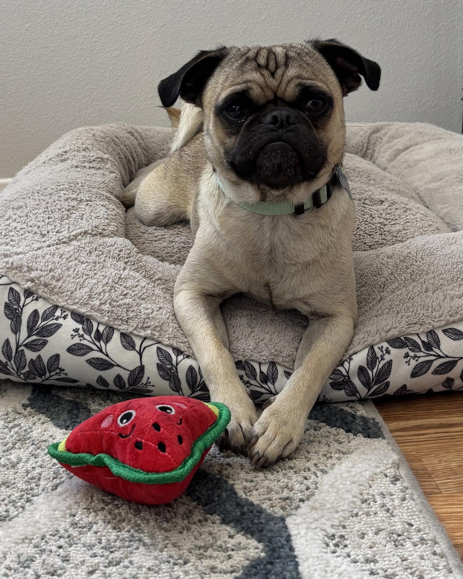 Enlarge Buddy, a Adopted Pug in Corona, CA image 2/3