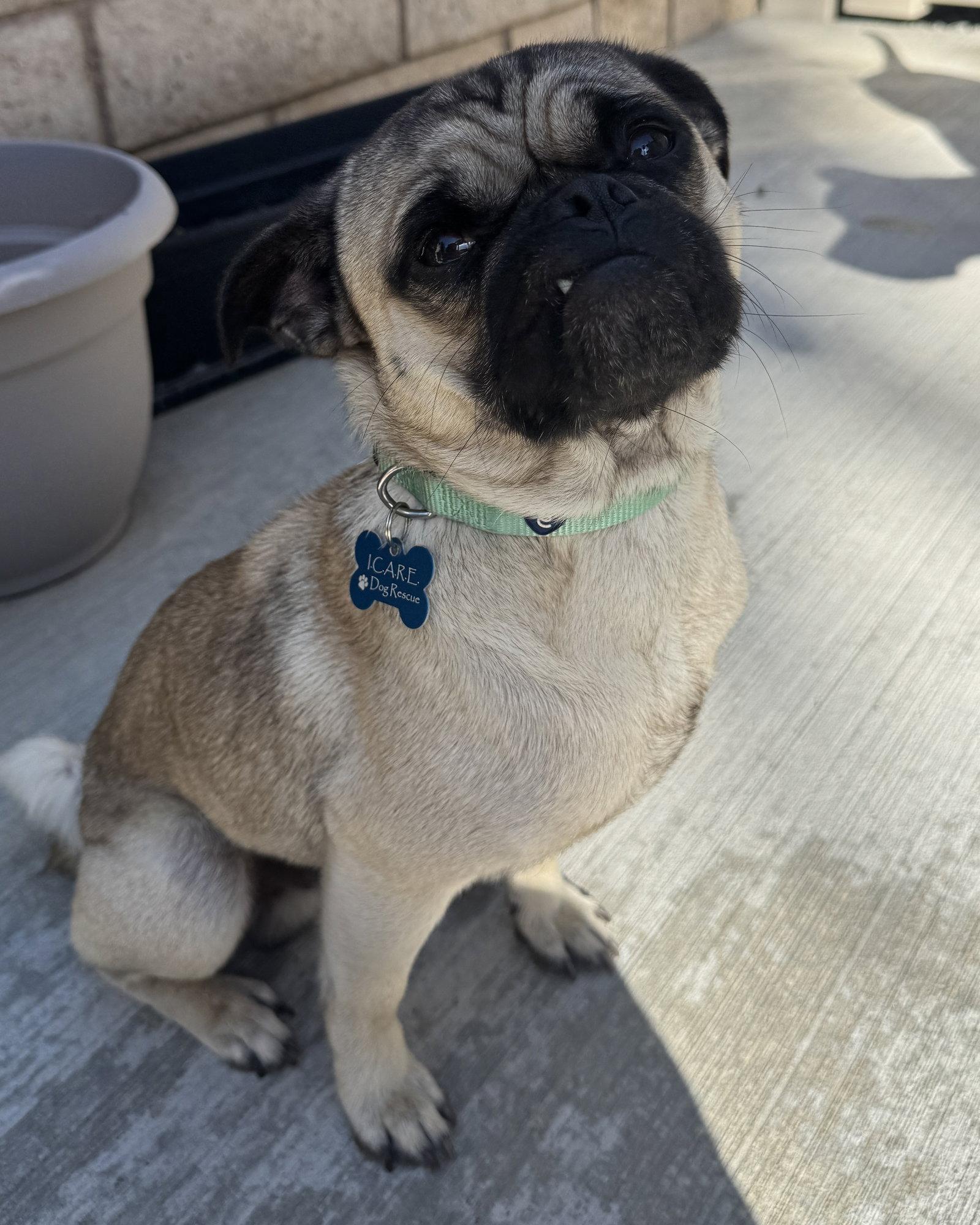 Enlarge Buddy, a Adopted Pug in Corona, CA image 3/3
