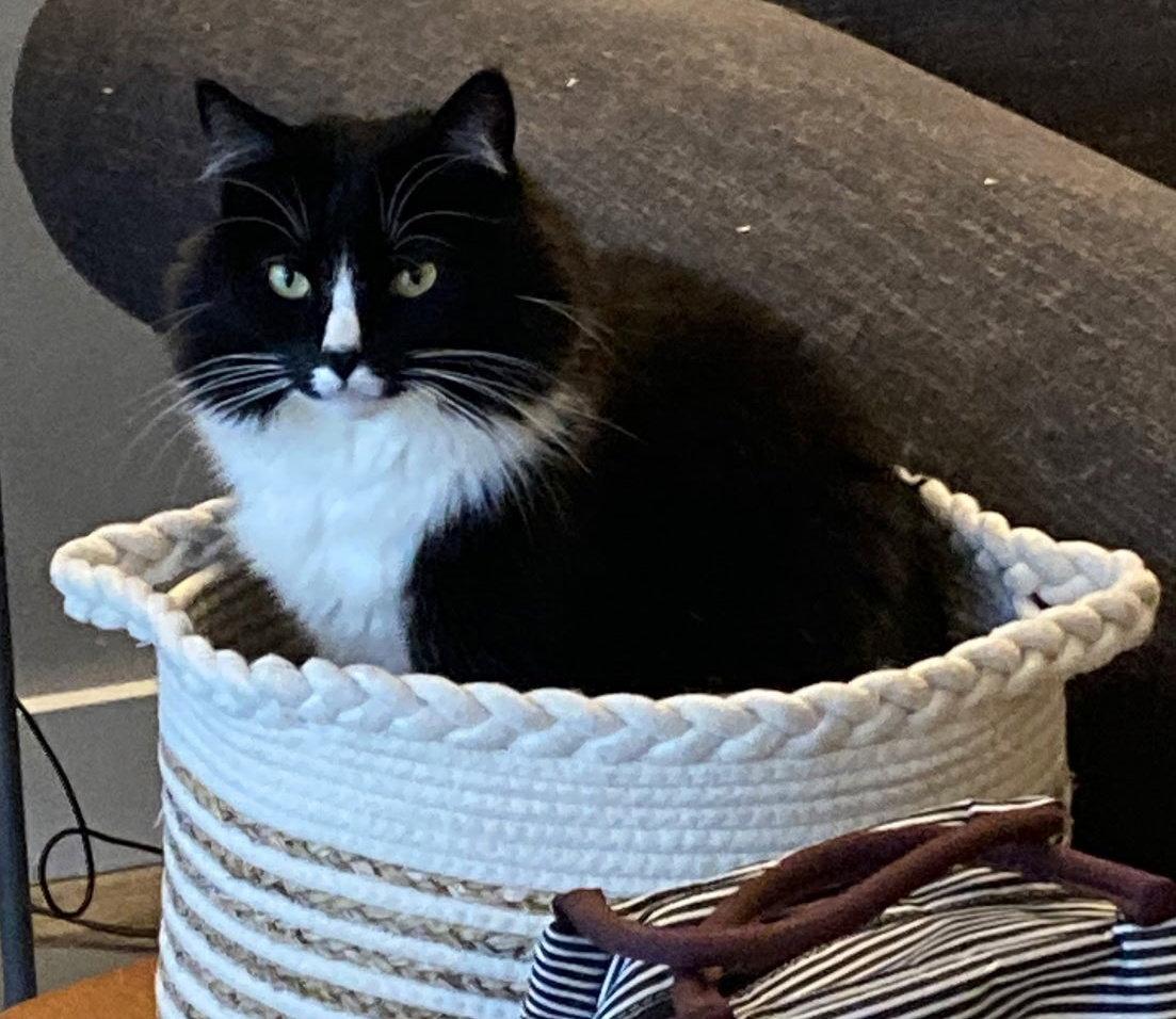 Enlarge MILTON #1867 - Offered by Owner - Senior Tux, a Adopted mixed breed in Hillsboro, OR image 2/3