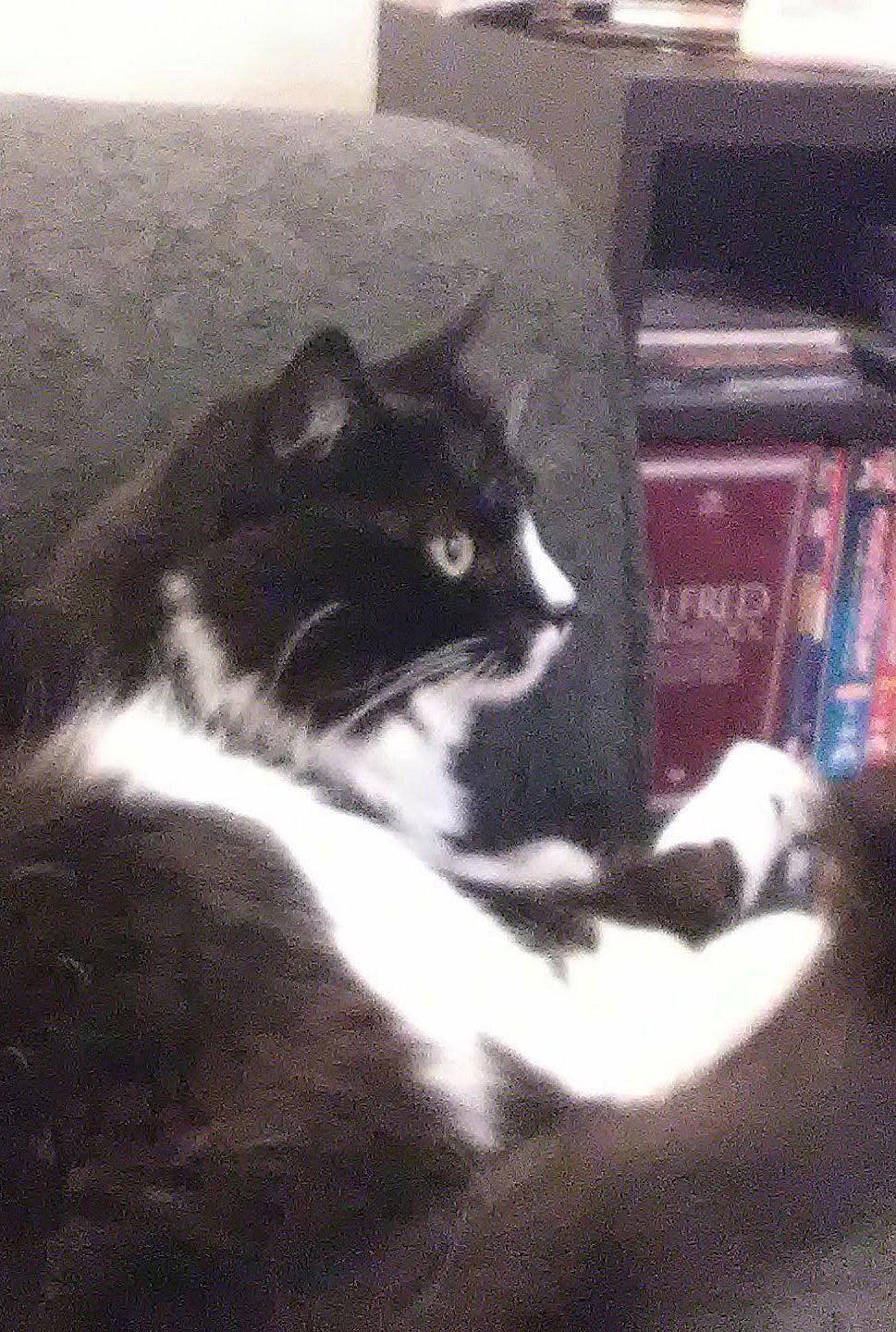 Enlarge MILTON #1867 - Offered by Owner - Senior Tux, a Adopted mixed breed in Hillsboro, OR image 3/3