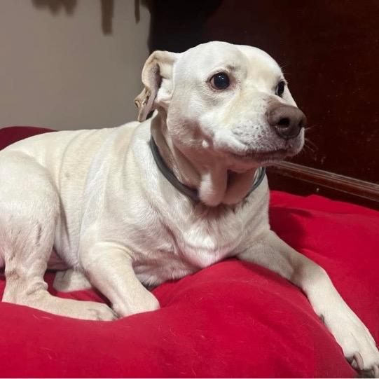 Beau Ricks, Adoptable, Adult Male Labrador Retriever.