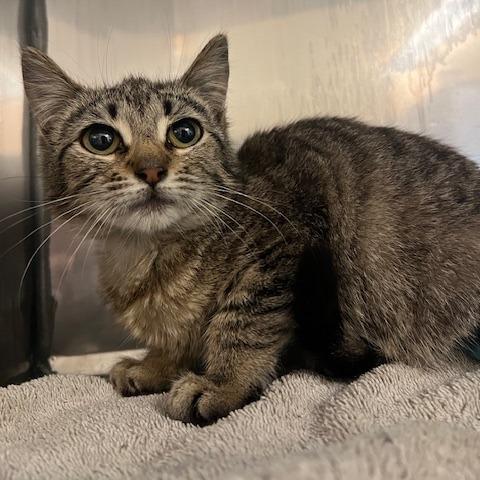 Enlarge Alastor, a Adoptable Domestic Short Hair in Lake Panasoffkee, FL image 1/1