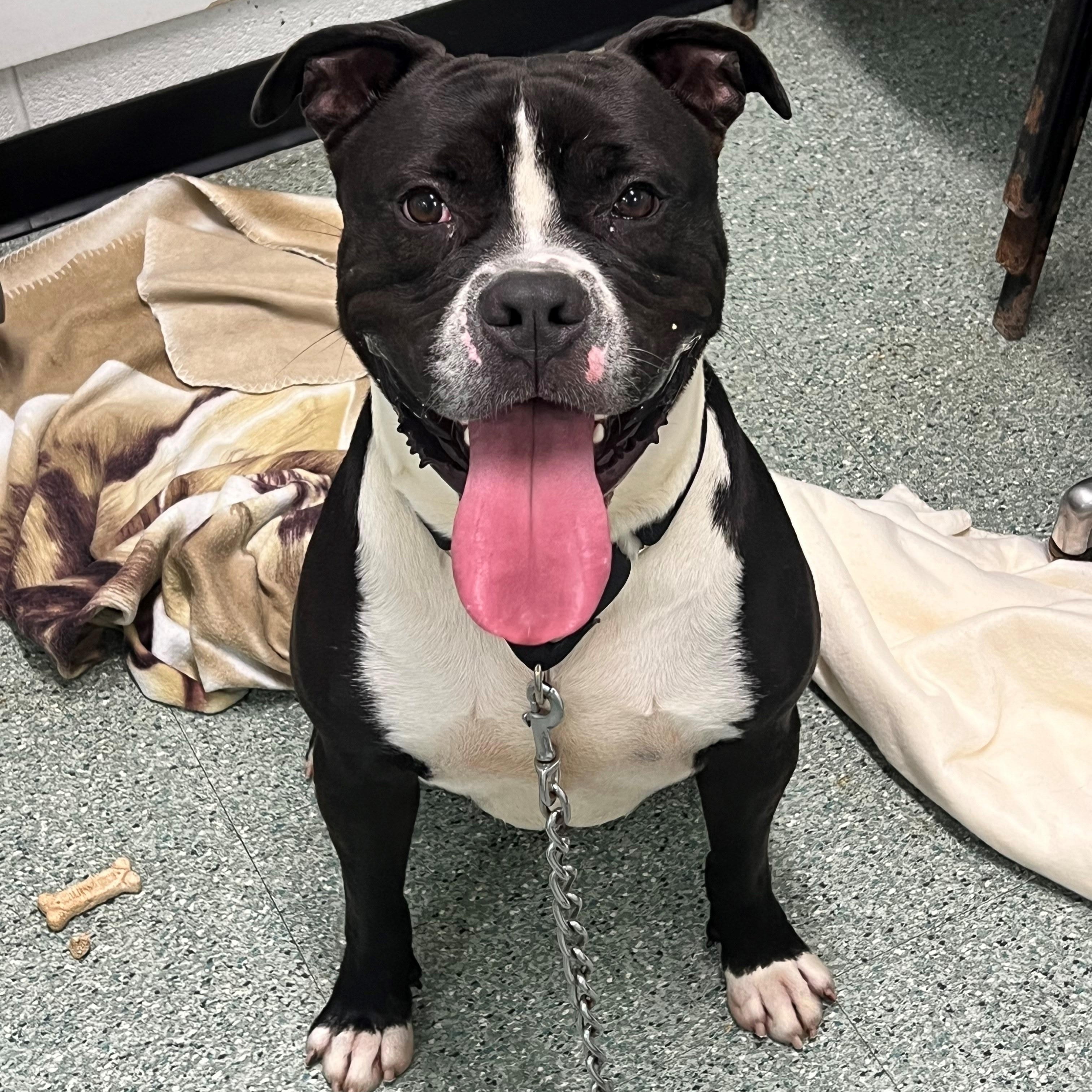 Tyson, a Adoptable mixed breed in Passaic, NJ image 3/6