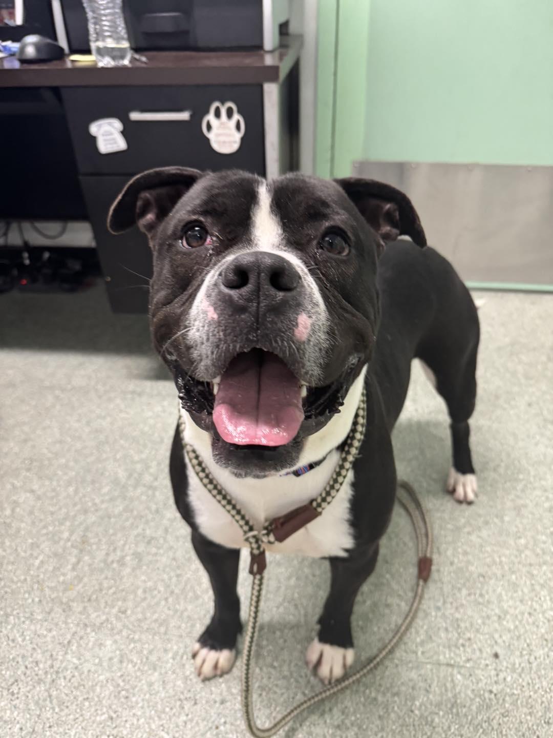 Tyson, a Adoptable mixed breed in Passaic, NJ image 5/6