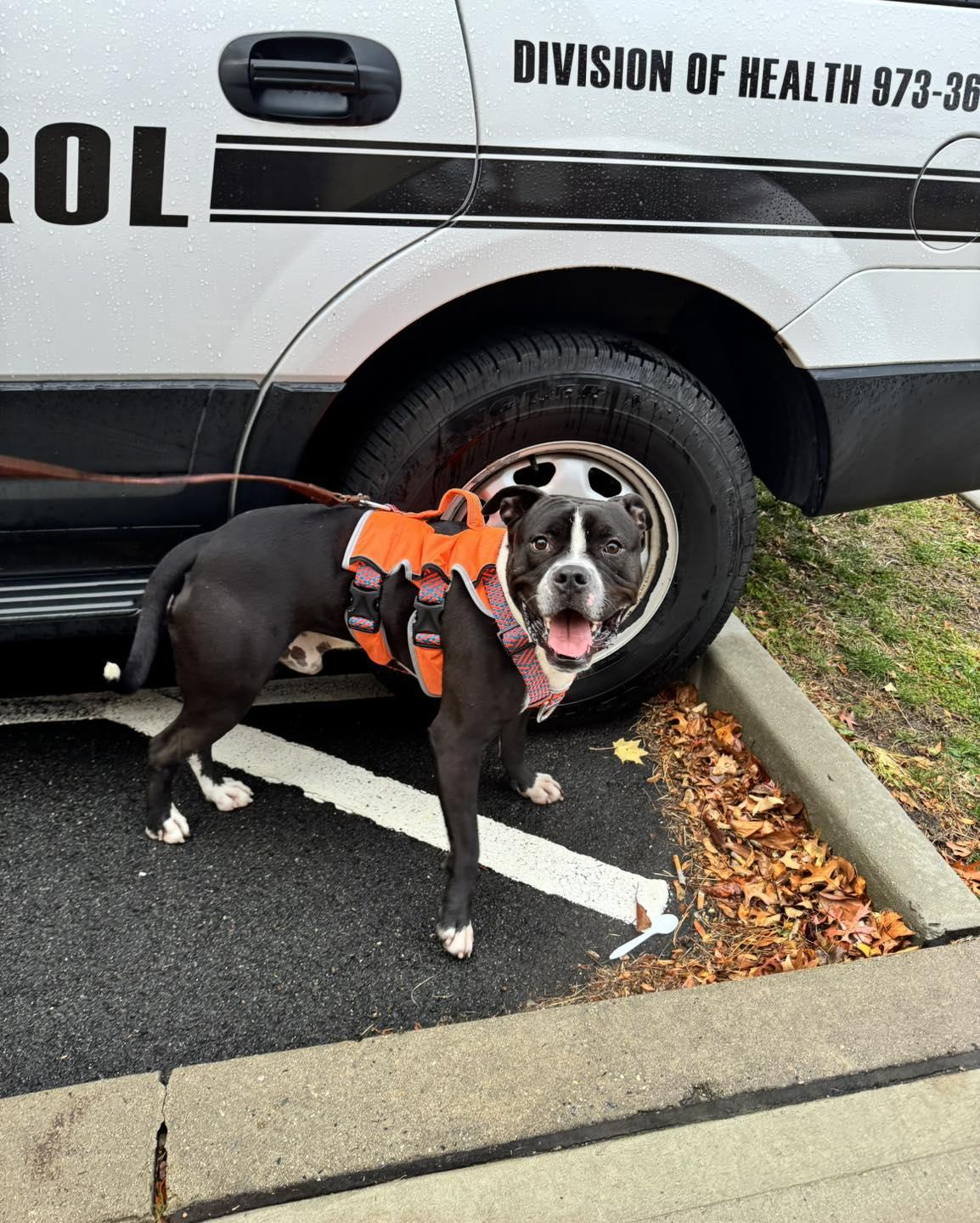 Tyson, a Adoptable mixed breed in Passaic, NJ image 1/6