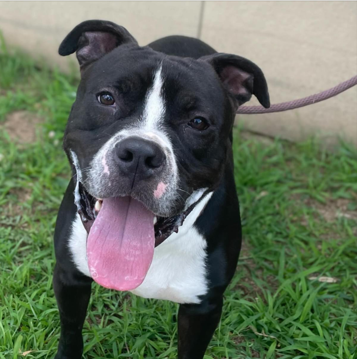 Tyson, a Adoptable mixed breed in Passaic, NJ image 6/6