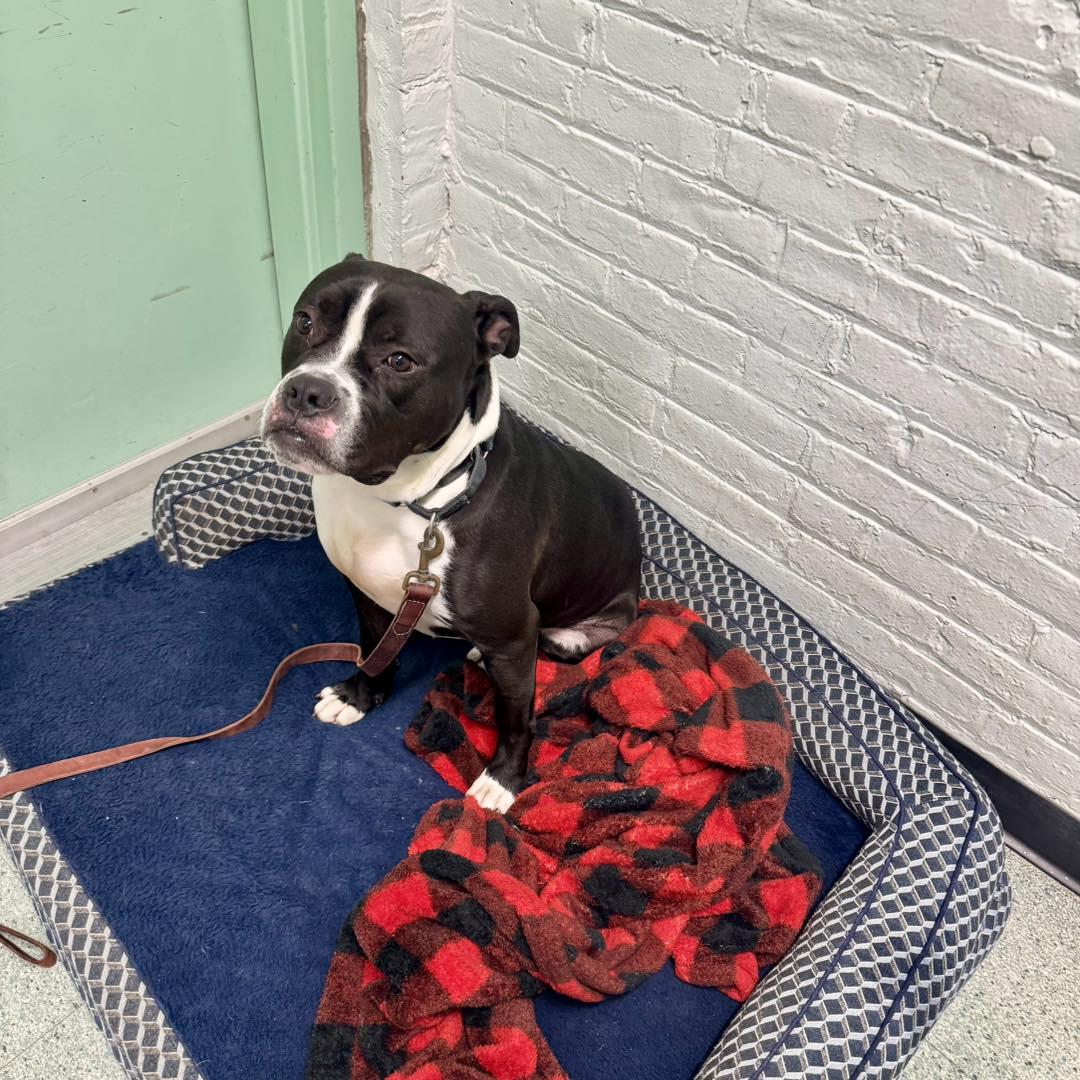 Tyson, Adoptable, Adult Male Boxer & Pit Bull Terrier.