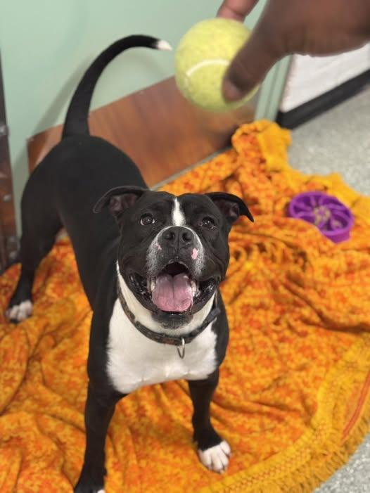 Tyson, a Adoptable mixed breed in Passaic, NJ image 4/6