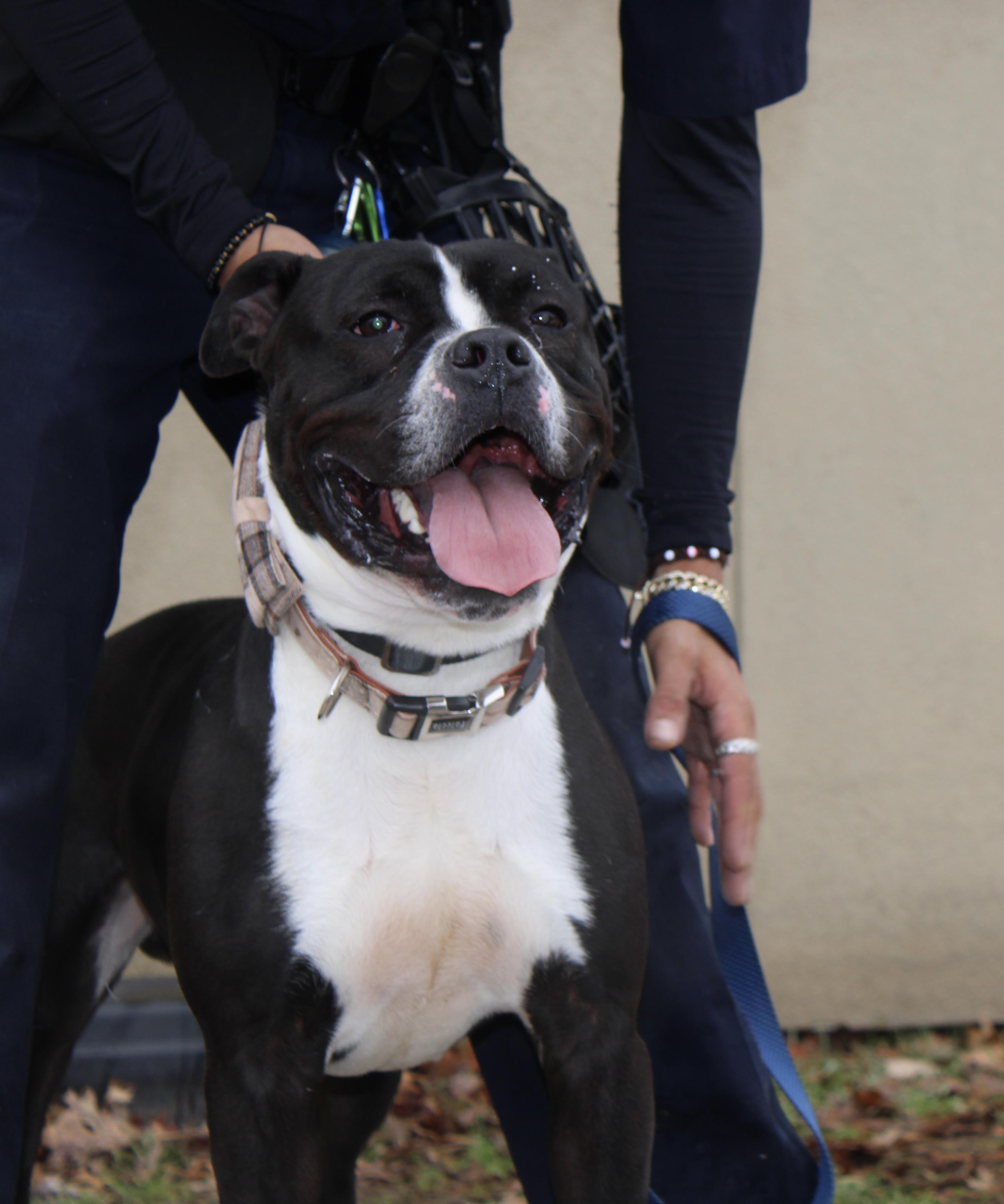 Tyson, an adopted mixed breed in Passaic, NJ image 1/6