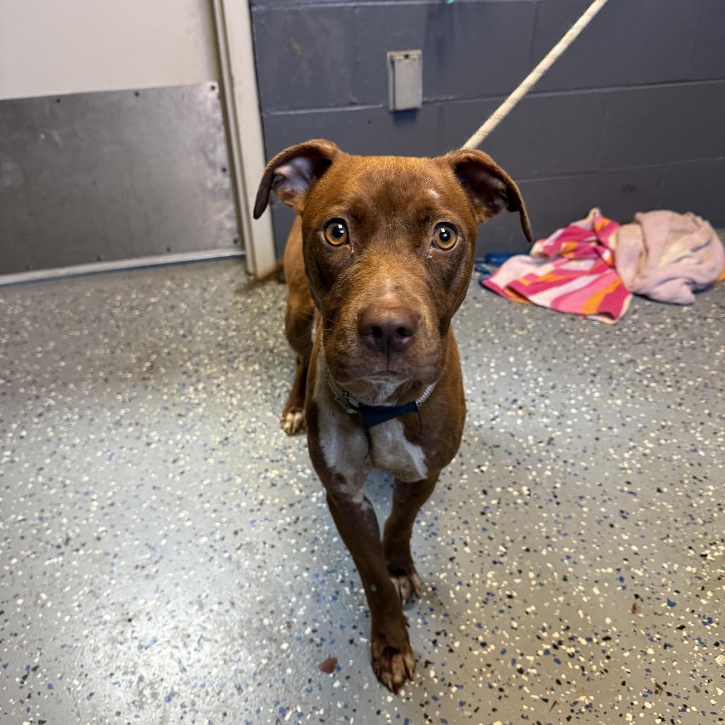 Enlarge Nora, a Adoptable mixed breed in Tuscaloosa, AL image 1/1